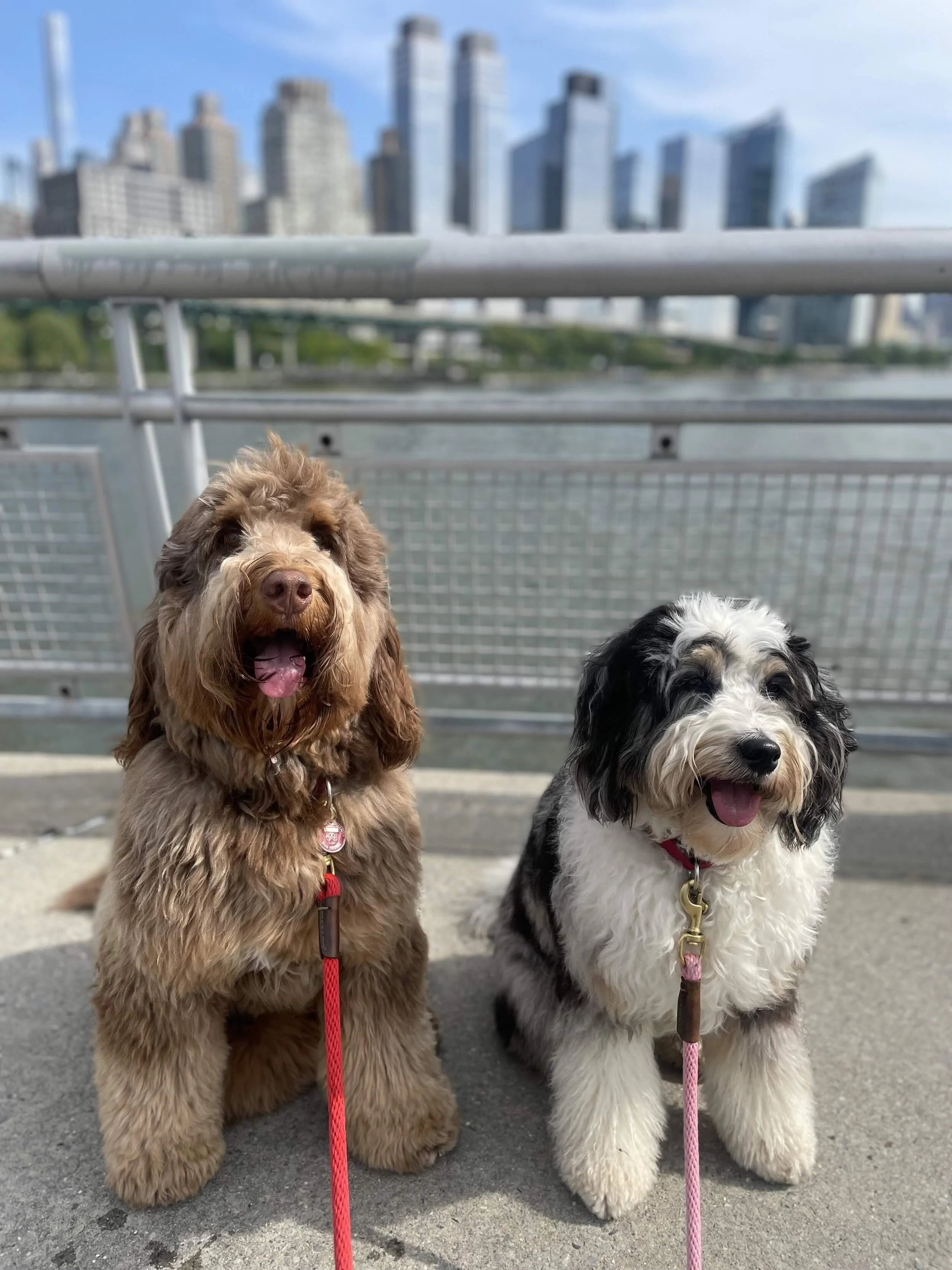 UES Dog Walking/UWS Pet Care — The Perfect Pooch NYC